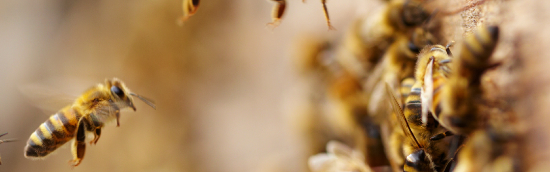 Mehiläistarhaopastus Ähtärissä