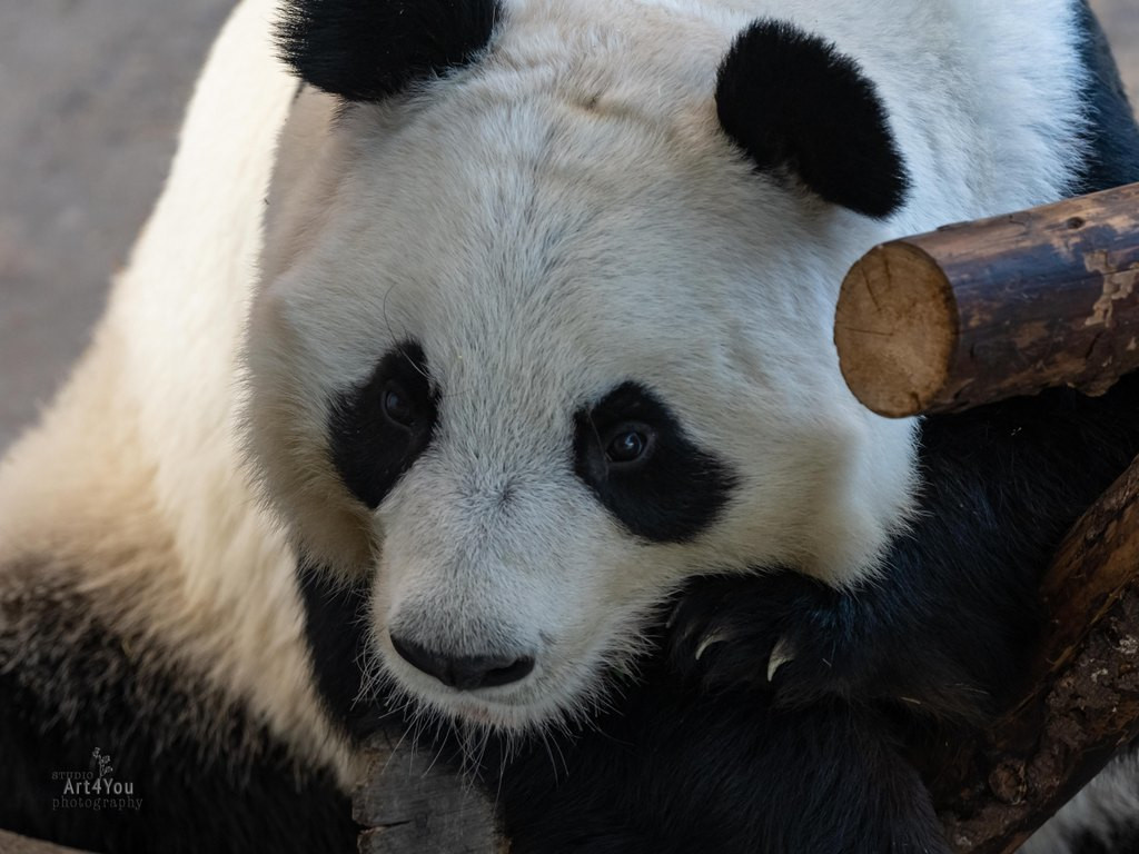 Pandatalo on suljettuna pandojen kiima-ajan vuoksi 12.4.-18.4. 